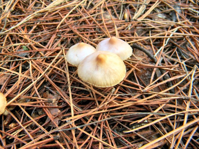 Inocybe da determinare